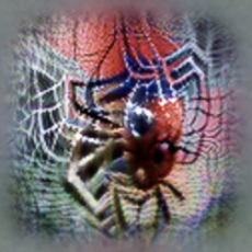 barn-spider.png